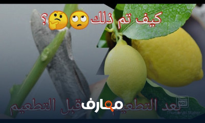 تطعيم الأشجار