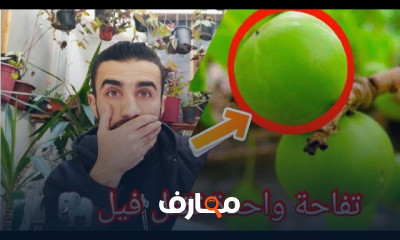 زراعة نبات المزيكا