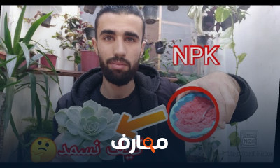كيفية تسميد النبات
