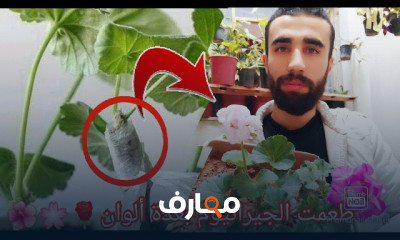 زراعة نبات الأضاليا