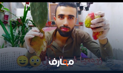 طريقة زراعة التين الشوكي