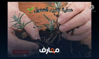 زراعة الروزماري