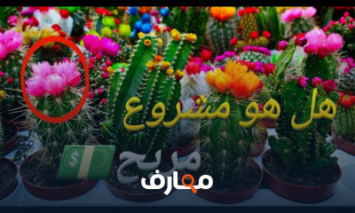 زراعة نبات الأيونيوم