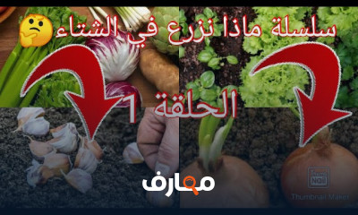 زراعة ورد الجوري