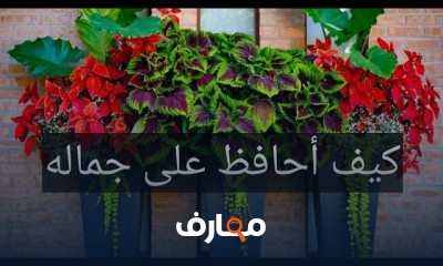 زراعة نبات ثوب الدهان