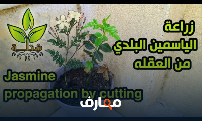 زراعة الياسمين البلدي بالعقلة