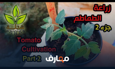 طريقة زراعة الطماطم