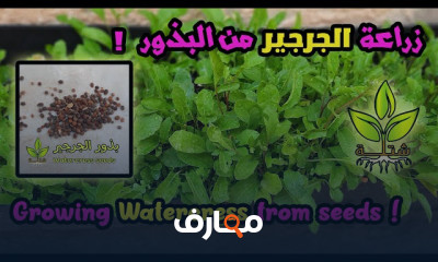 زراعة الفول من البذور
