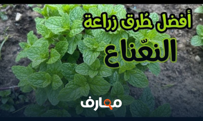 طرق لزراعة النعناع