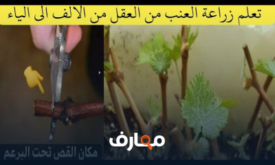 زراعة اقلام العنب