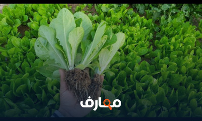زراعة نبات الألوفيرا