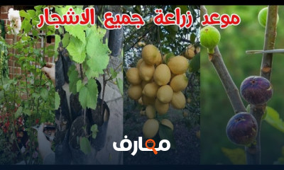 طريقة زراعة شجرة الزيتون