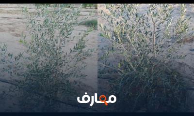 طريقة تسميد شجرة الزيتون