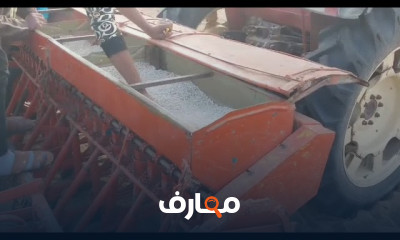 زراعة الفاصوليا