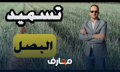 تسميد البصل