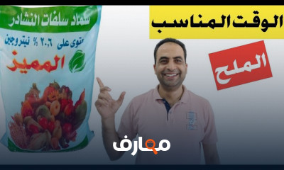 استخدام سماد سلفات النشادر