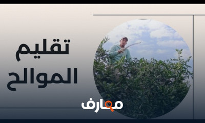طريقة تقليم أشجار الموالح