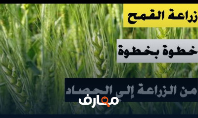 طريقة زراعة القمح