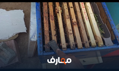 سلالات النحل