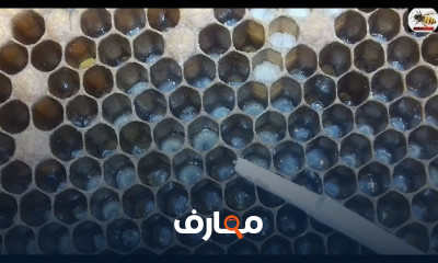 طريقة تغذية النحل