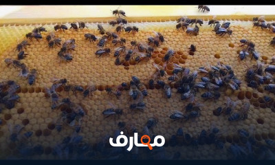 طرق تقوية خلايا النحل الضعيفة