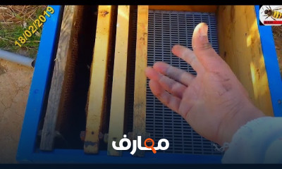 تقسيم خلايا النحل