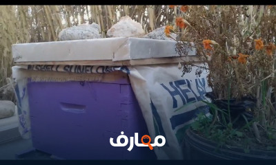 كيفية تشتية خلايا النحل