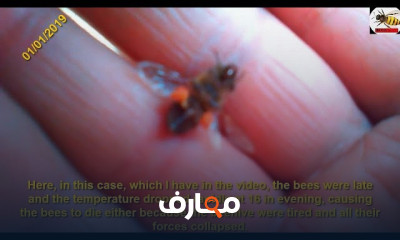 أمراض النحل