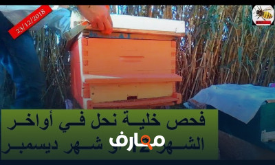 طريقة فحص خلية نحل