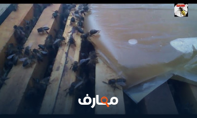طريقة تغذية النحل