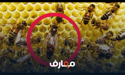 تربية النحل