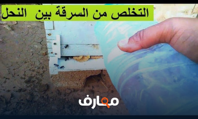 حل مشكلة السرقة بين خلايا النحل