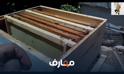 تقوية خلايا النحل