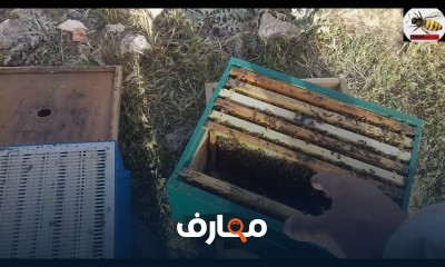 تجييش خلايا النحل