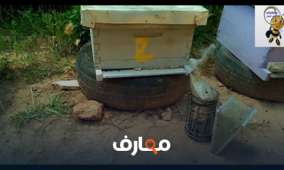 طريقة فحص خلية نحل