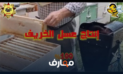 أنواع التغذية للنحل