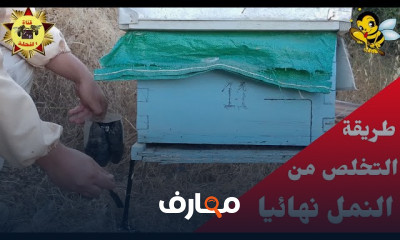 طرق محاربة النمل