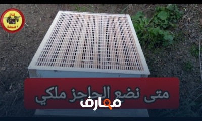 الوقت المثالي لجني العسل
