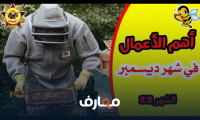 أنواع التغذية للنحل للفصول