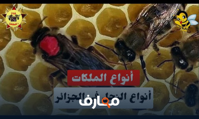 أنواع النحل