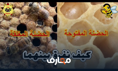 مكونات خلية النحل