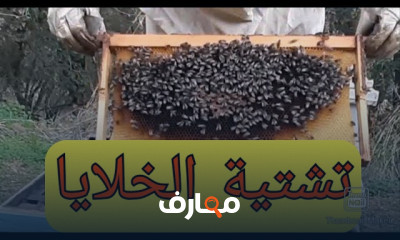 طريقة تشتية خلايا النحل
