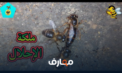 أنواع البيوت الملكية للخلايا