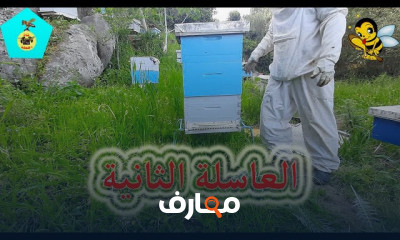 طريقة رفع العاسلة