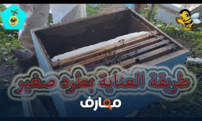 طريقة العناية بخلية النحل