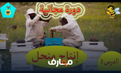 طريقة صنع إطار إنتاج الملكات