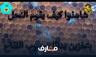 بدائل حبوب اللقاح