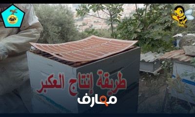 طريقة إنتاج العكبر