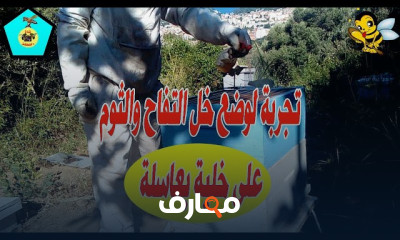 طريقة تقوية خلايا النحل