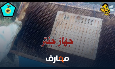 طريقة إنتاج الملكات